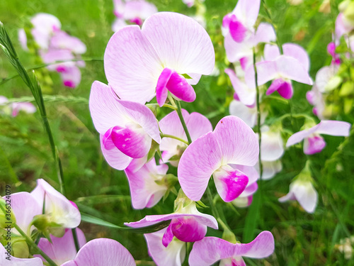 everlasting pea also perennial pea  in german Breitbl  ttrige Platterbse also Bukettwicke  Lathyrus latifolius