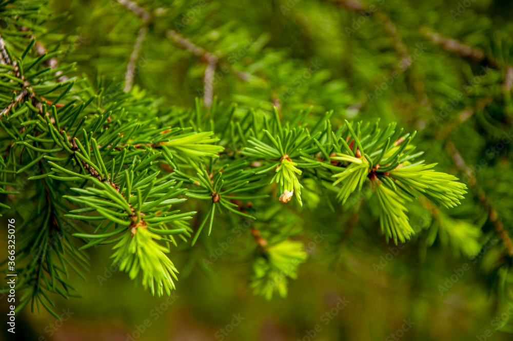 Green branch of larch with tiny leaves on the blue and brown background. Brown cone of larch. Wild plants in spring Green branch of larch with tiny leaves on the blue and brown background. Brown cone of larch. Wild plants in spring