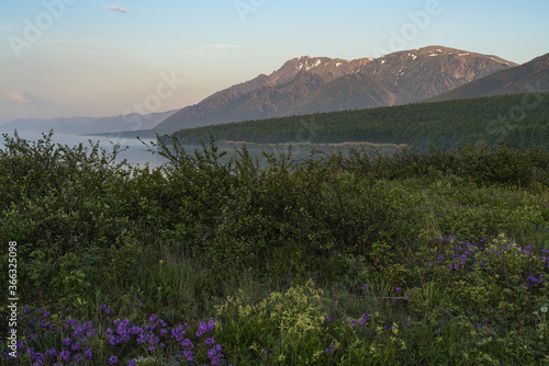 Overgrown shore of lake Baikal at the morning