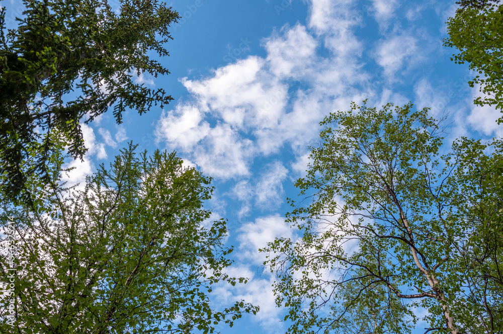 Green forest with pines, spruces, larches and birches on the background with blue sky. Bright summer day. Bottom view of tree crowns Green forest with pines, spruces, larches and birches on the background with blue sky. Bright summer day. Bottom view of tree crowns