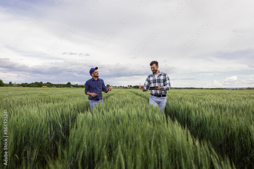 Two farmers standing in green wheat field examining crop during the day. Two farmers standing in green wheat field examining crop during the day.