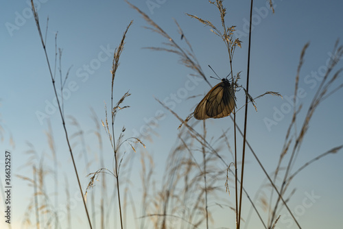 Sleeping butterfly on a dew blade