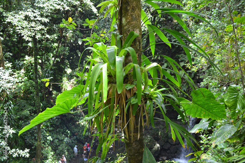 Epiphytic plants and trees growing in the jungle on Dominica island.