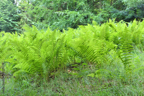 Green ferns growing on forest clearing. © Studio Barcelona