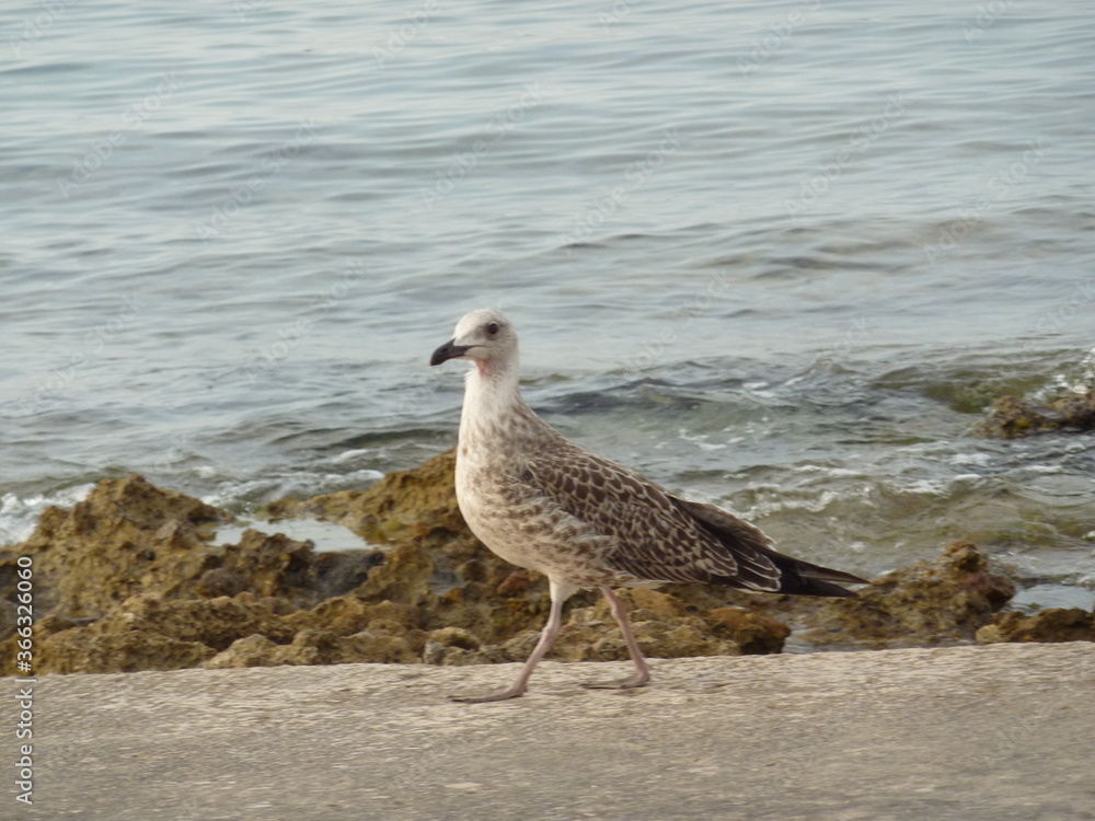 Obraz premium An der Küste 