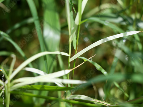 Cynodon dactylon or Bermuda grass in white and green color