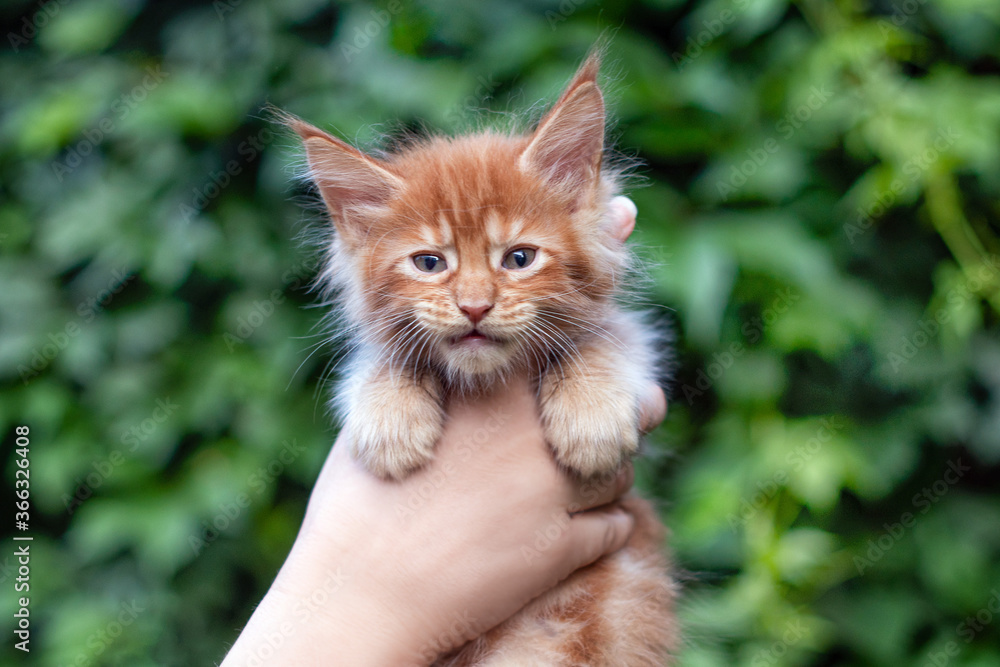 A lovely month old maine coon kitten in hands on green leaves background, outdoors.