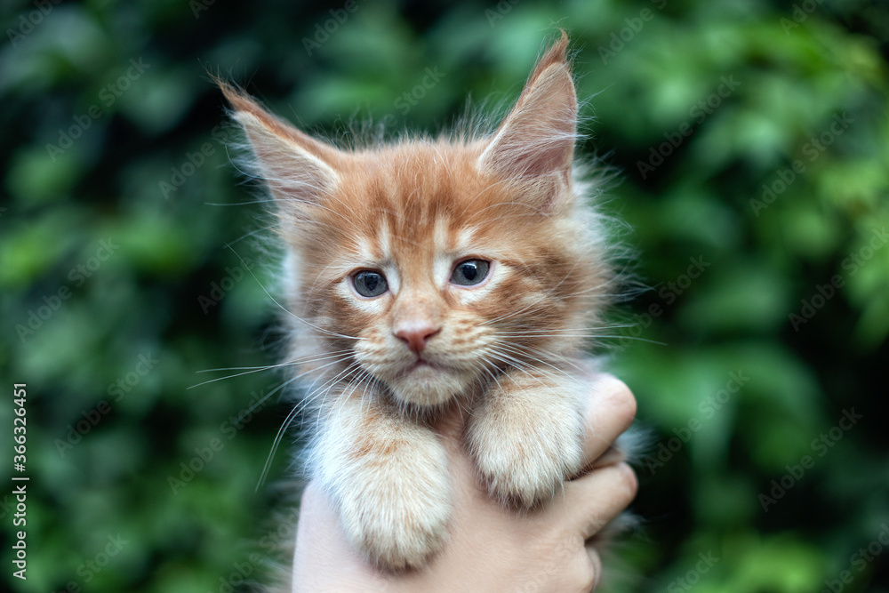 A lovely month old maine coon kitten in hands on green leaves background, outdoors.