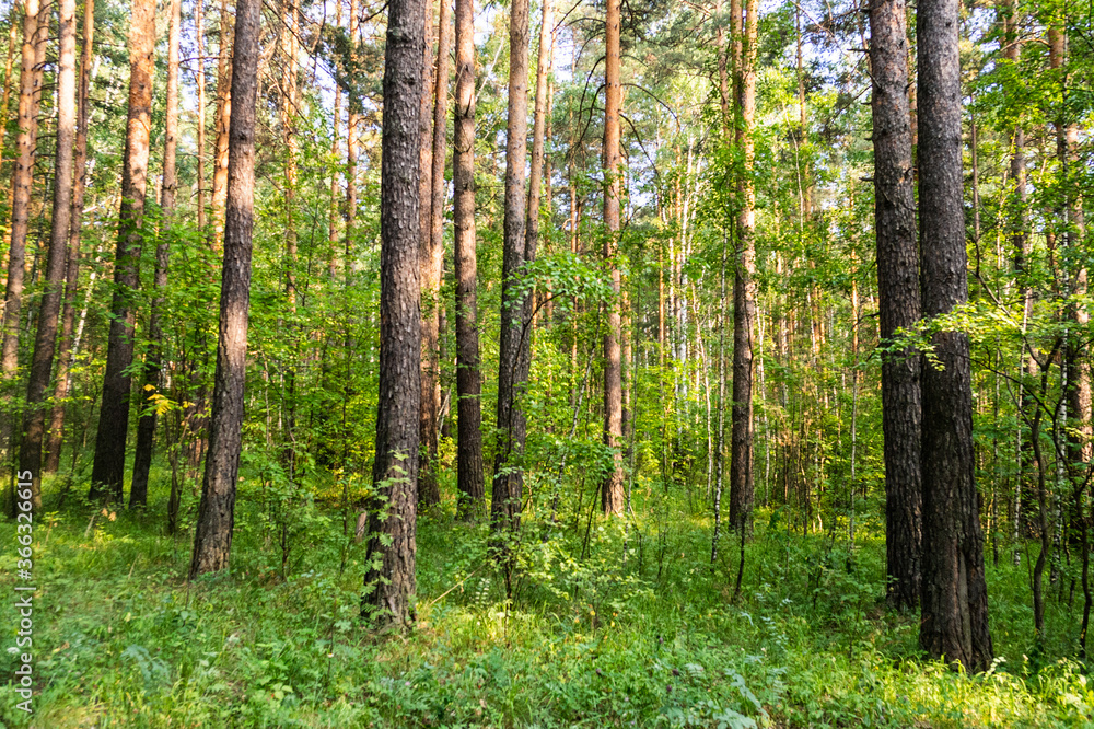 coniferous forest coniferous forest