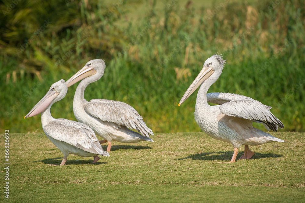 Great white pelican (Pelecanus onocrotalus) Great white pelican (Pelecanus onocrotalus)