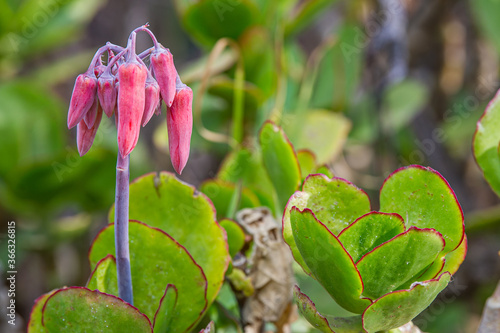 Pigs ear (Cotyledon orbiculata) photo