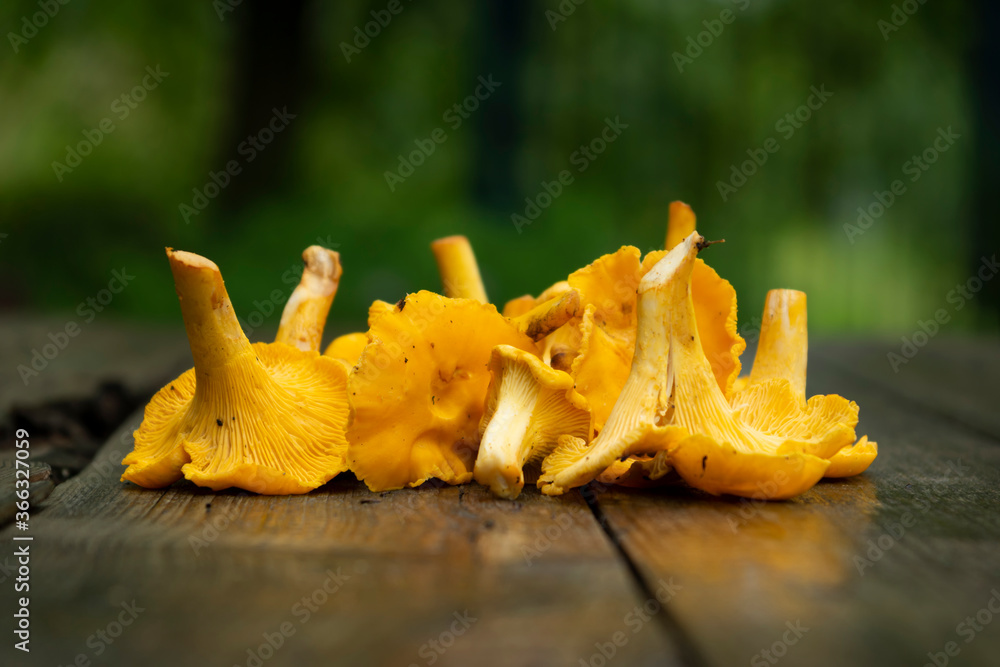 Chanterelle mushrooms on an old wooden table. Edible forest mushrooms in summer