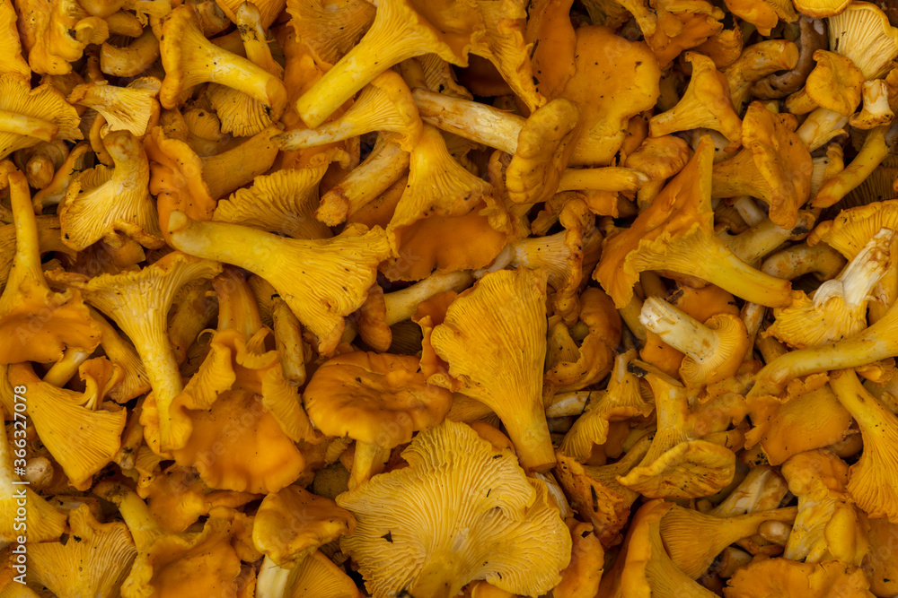 Chanterelle mushrooms in large quantities. Ginger-colored forest mushrooms
