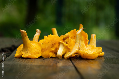 Obraz na płótnie Chanterelle mushrooms on an old wooden table. Edible forest mushrooms in summer w salonie