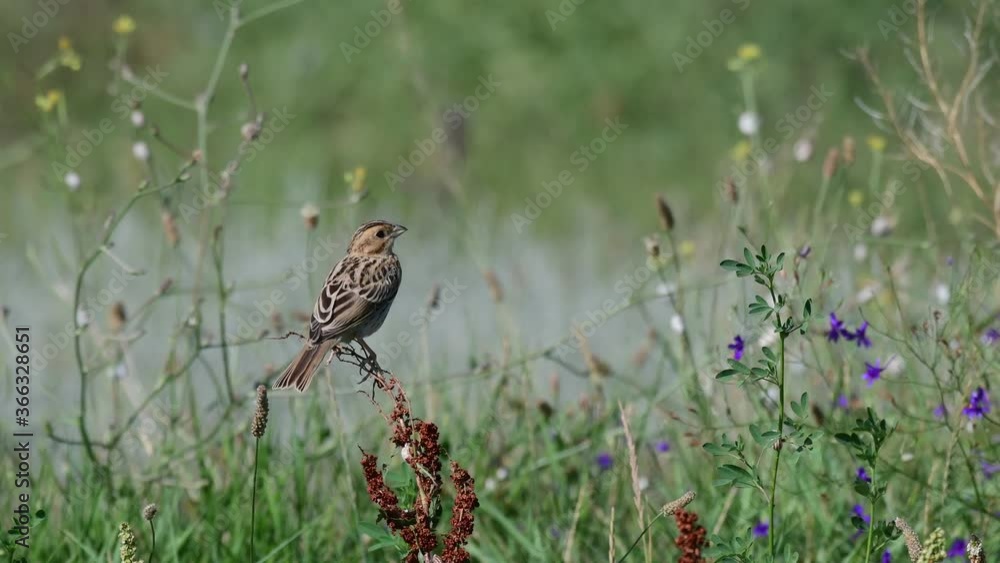 Corn bunting (Emberiza calandra) sits on a plant on a beautiful green background