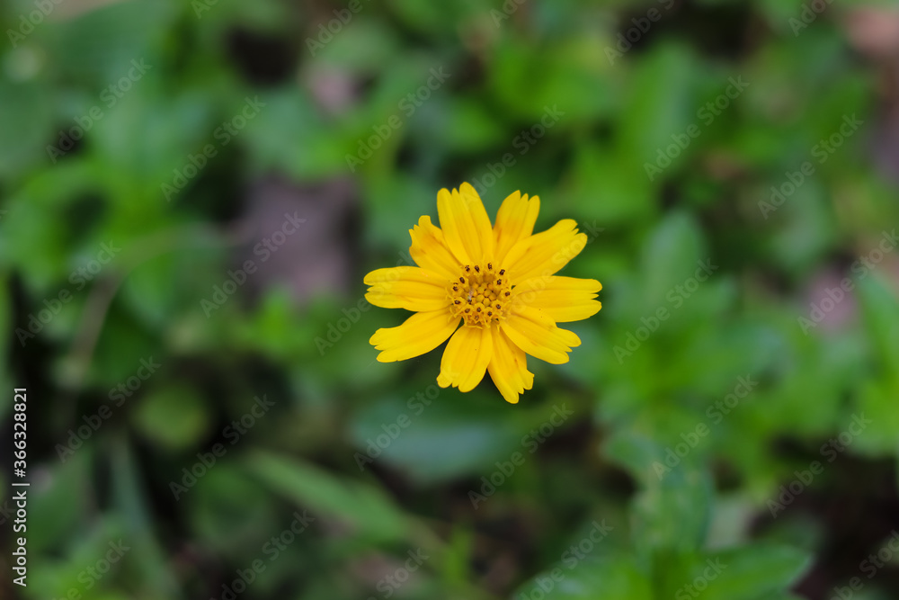 Obraz premium Singapore daisy flower or Sphagneticola trilobata blossoming in the middle of the bush. Beautiful yellow flower in blurred background.