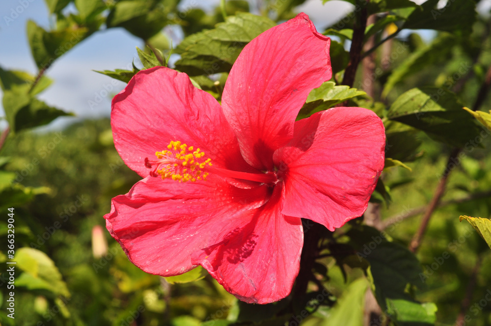 Chinese red rose Hibiscus Hibiscus rosa-sinensis in a bright sunny day Chinese red rose Hibiscus Hibiscus rosa-sinensis in a bright sunny day