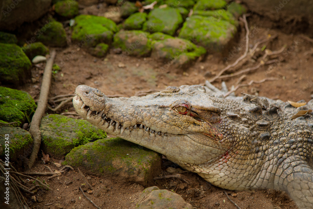 Obraz premium crocodile in the zoo