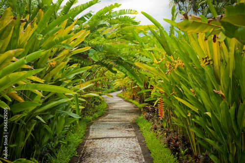 Beautiful garden in Bali