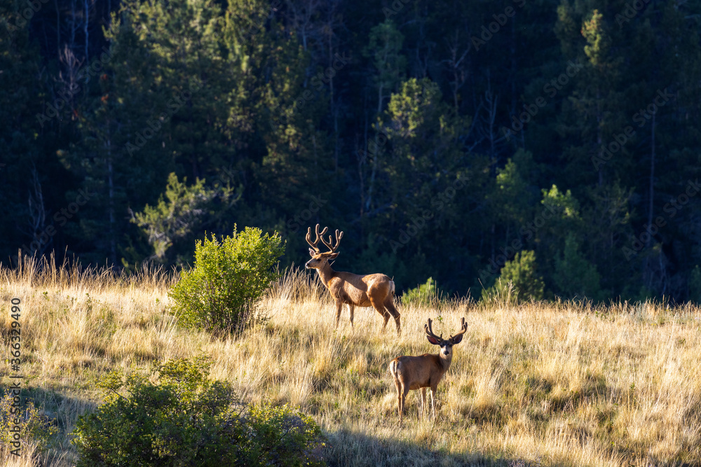 Fototapeta premium Herd of Mule Deer Bucks