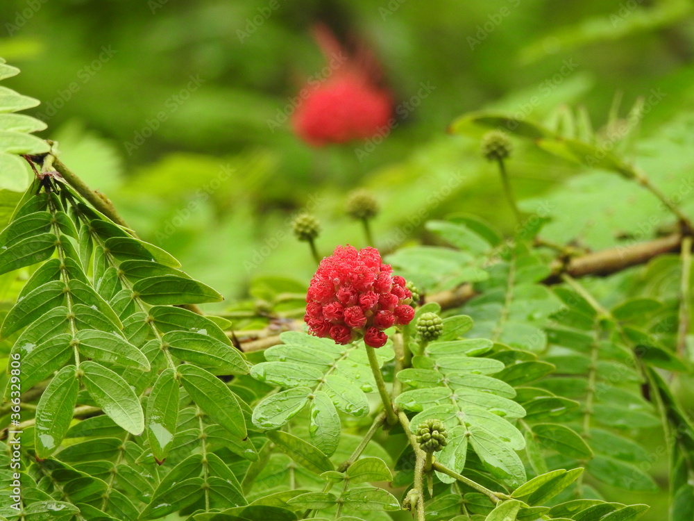 wild red flower on a bush wild red flower on a bush