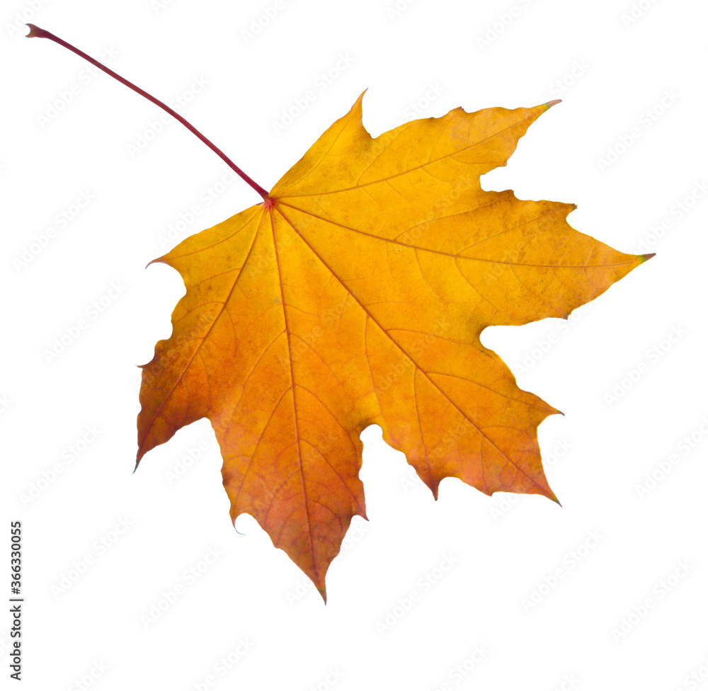 Autumn orange Maple leaf isolated on white background. Autumn orange Maple leaf isolated on white background.