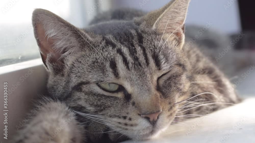 Sleepy young striped tabby cat resting in window close up shot Sleepy young striped tabby cat resting in window close up shot