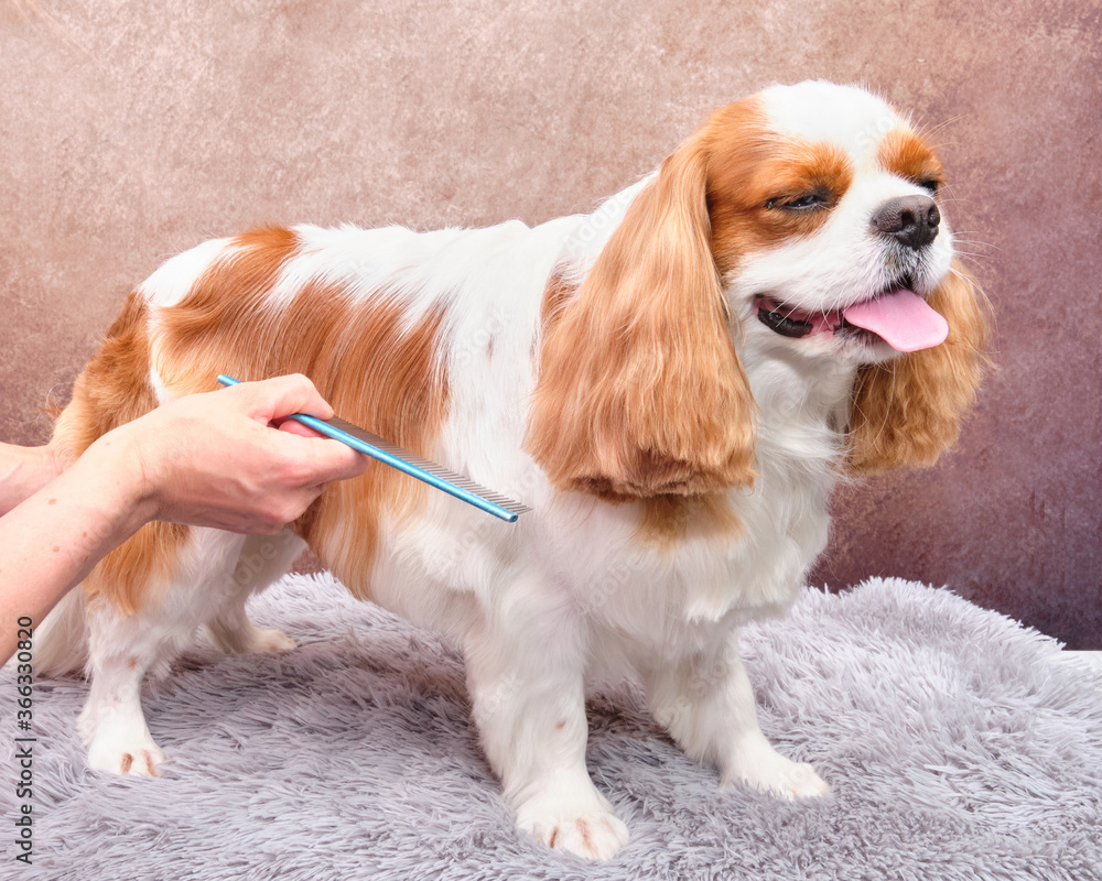 The groomer's hand combs the cute pet cavalier king Charles Spaniel while the dog stands calmly on the table