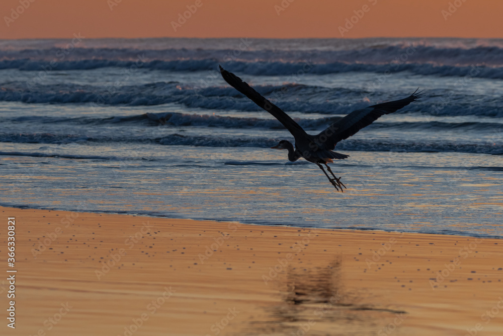 Naklejka premium Great Blue Heron (Ardea herodias) in Flight at Nehalem Beach, OR