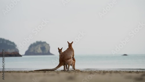 Three wallabies at the beach of Cape Hillsborough during sunrise photo