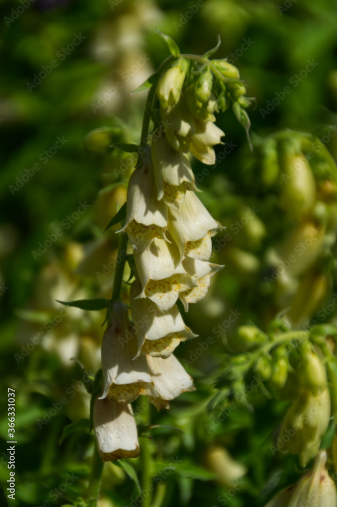 Obraz premium Fox Gloves