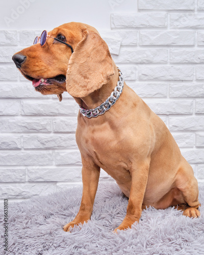 English Cocker Spaniel dog with glasses and silver jewelry chain © Ihar