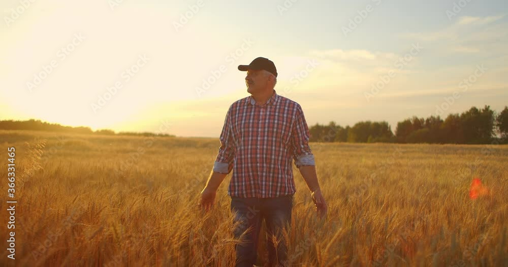 Man agronomist farmer in golden wheat field at sunset. Male looks at the ears of wheat, rear view. Farmers hand touches the ear of wheat at sunset. The agriculturist inspects a field of ripe wheat. Man agronomist farmer in golden wheat field at sunset. Male looks at the ears of wheat, rear view. Farmers hand touches the ear of wheat at sunset. The agriculturist inspects a field of ripe wheat.