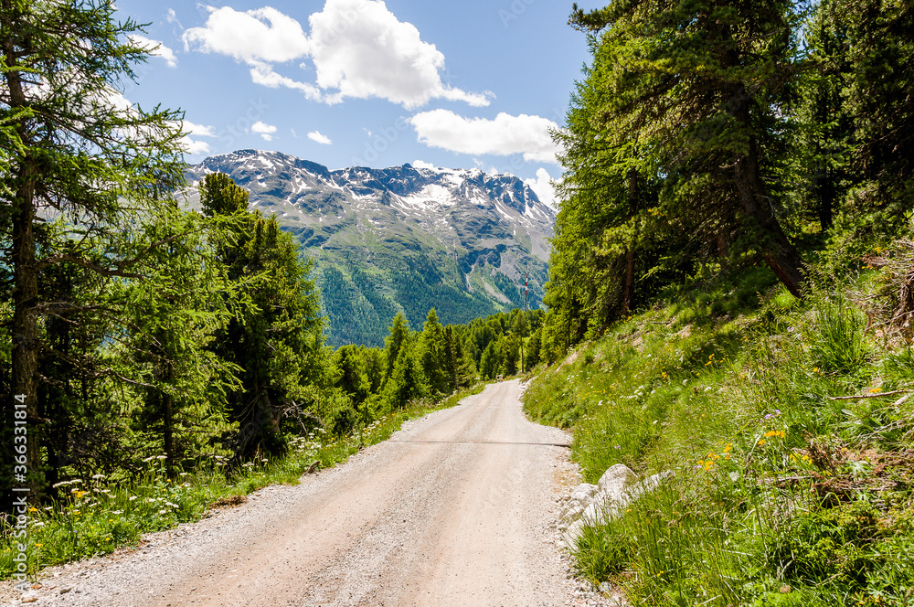 Naklejka premium St. Moritz, Corviglia, Wanderweg, Aussichtspunkt, Piz da Staz, Piz Rosatsch, Piz Mezdi, Piz Surlej, Corvatsch, Oberengadin, Alpen, Graubünden, Sommer, Schweiz