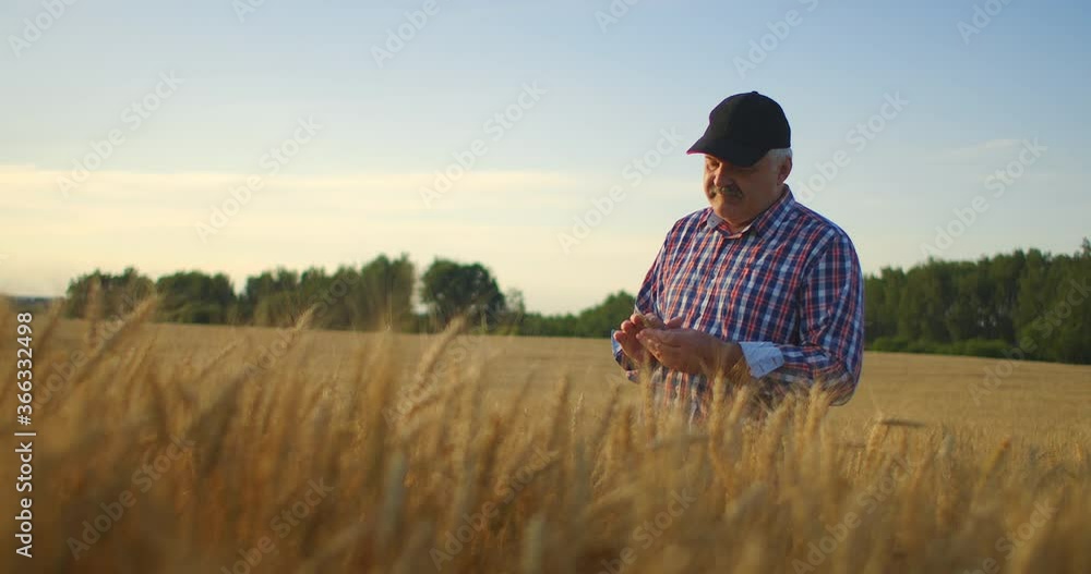 Senior Adult farmer takes his hands on the wheat spikes and examines them while studying at sunset in a cap in slow motion Senior Adult farmer takes his hands on the wheat spikes and examines them while studying at sunset in a cap in slow motion