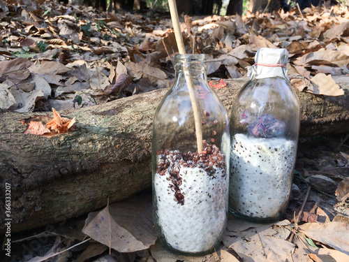 fungi champignon mushroom are two bottle placed beside log trunk for Inoculation of sawdust treatment. They are secondary mycelium phase made from green beans for farm product in summer natural. photo