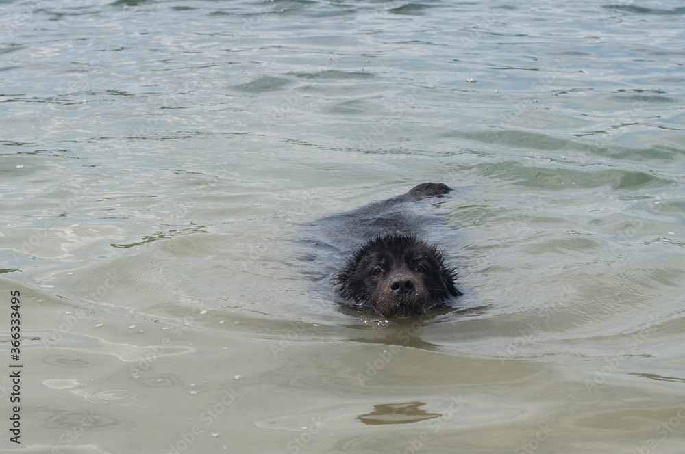 Newfoundland dog swimming in calm water closeup Newfoundland dog swimming in calm water closeup