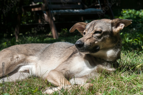 Adorable young mongrel dog laying on ground