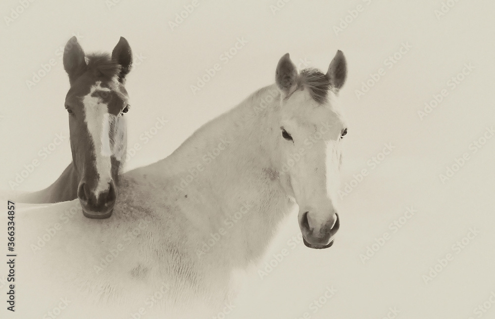 Portrait of a pair of horses to which a great friendship unites.