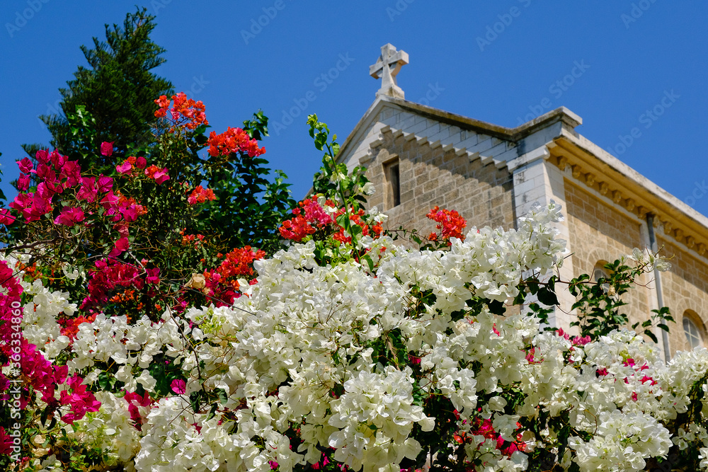 Bougainvillea bushes in monastery of the Silent Monks at Latrun
