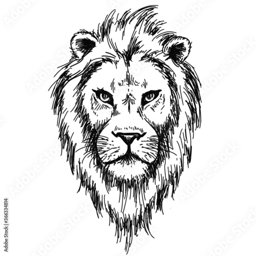 Hand drawn lion head vector sketch isolated on white background. Vintage etching illustration.