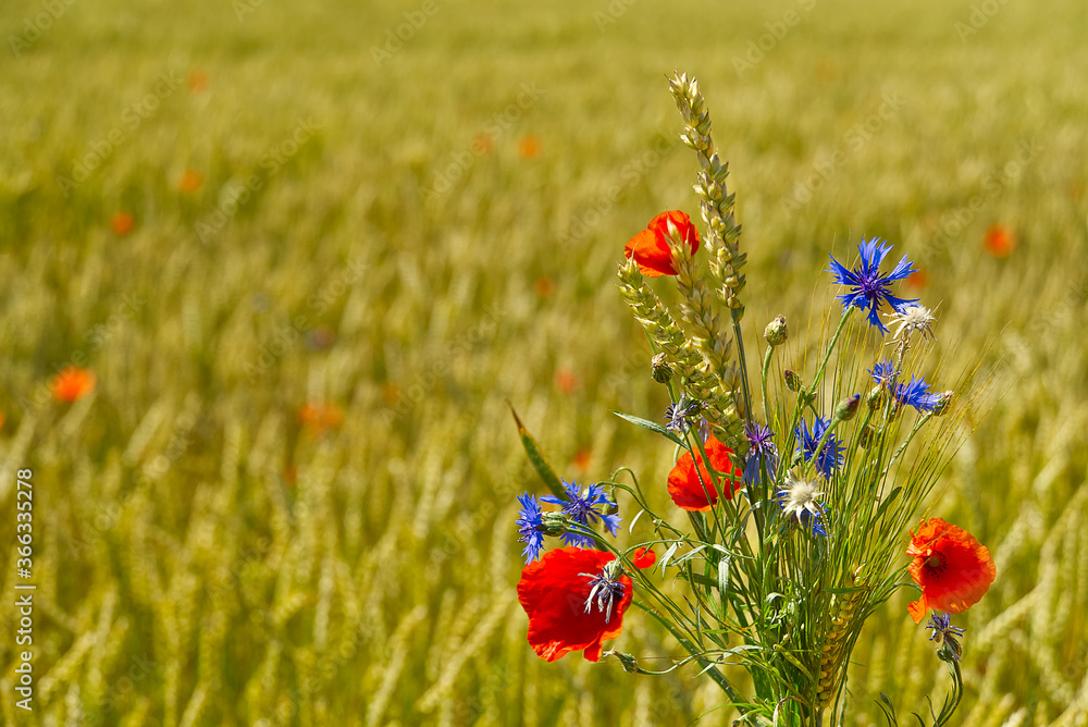 Fototapeta premium a bouquet of wild flowers against the background of a yellow barley field. Blured Ripe barley in the field on a hot summer day,