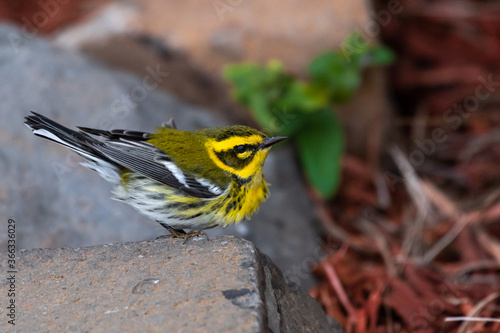 Townsend's Warbler (Setophaga townsendi), OR