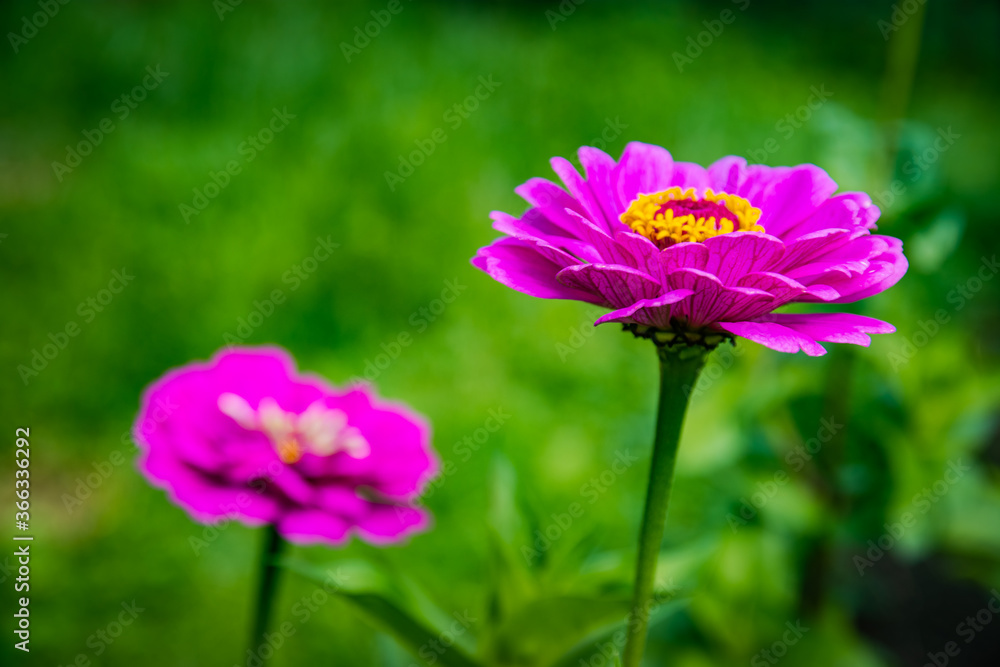 Fototapeta premium Zinnia elegans - beautiful flower on a fuzzy background.