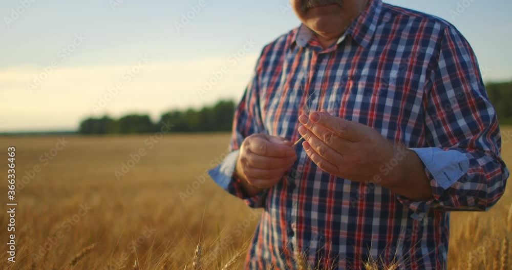 Senior Adult farmer takes his hands on the wheat spikes and examines them while studying at sunset in a cap in slow motion Senior Adult farmer takes his hands on the wheat spikes and examines them while studying at sunset in a cap in slow motion