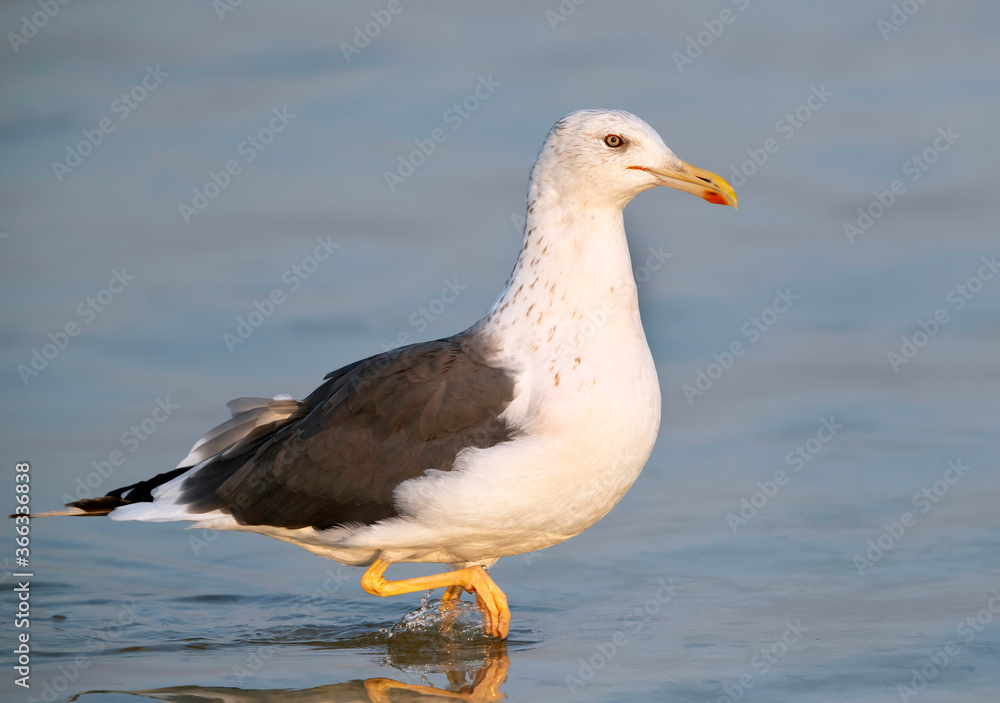 Great Black-backed Gull, Bahrain Great Black-backed Gull, Bahrain