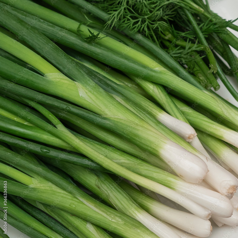 Close-up view of garden fresh greens. Green onions and dill. Healthy fresh food background. Plants background and texture. Space for text. Close-up view of garden fresh greens. Green onions and dill. Healthy fresh food background. Plants background and texture. Space for text.