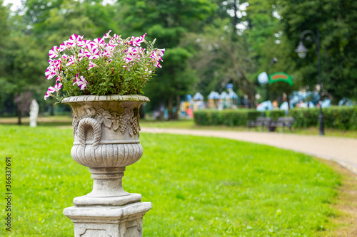 Beautifu petunias (Petunia hybrida) flowers is blooming. petunias (Petunia hybrida) in a stone pot in a city park. Flower arrangement of petunias (Petunia hybrida) flowers in a city park.