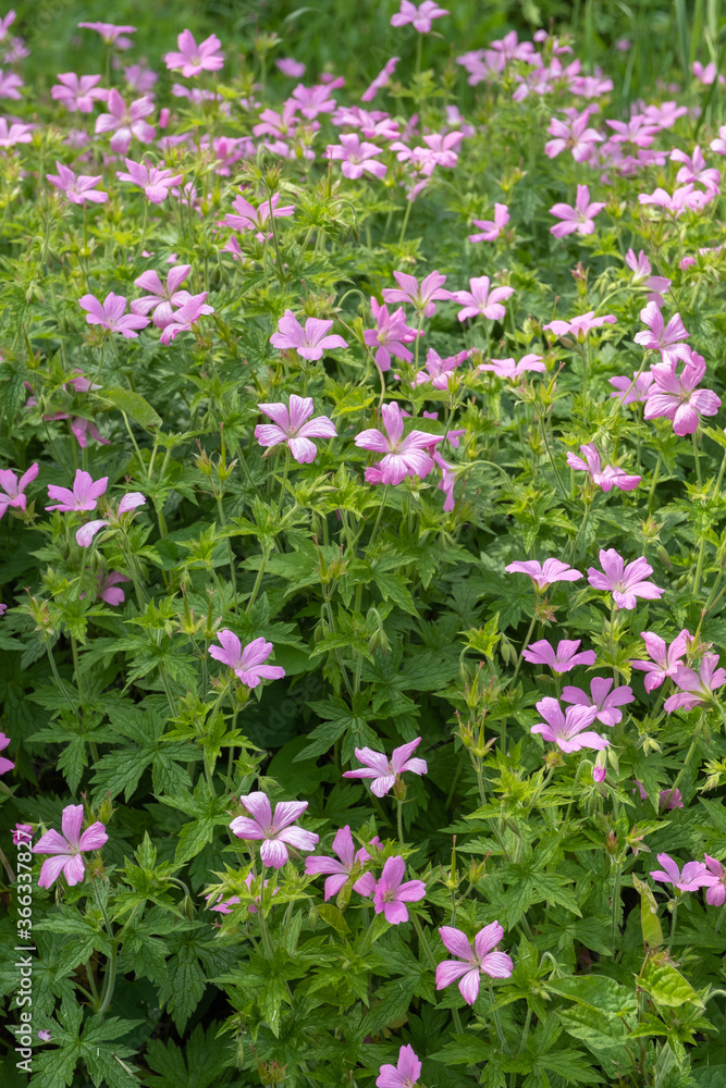 Geranium endressii Pyrenäen-Storchschnabel Geranium endressii Pyrenäen-Storchschnabel