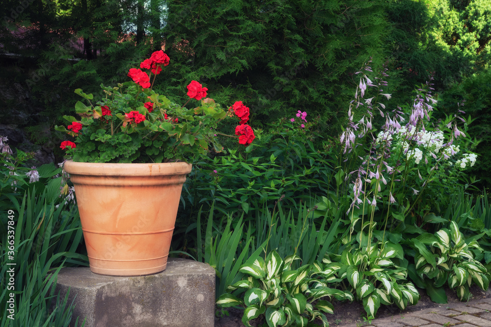 Beautiful red geranium flower in a clay pot in summer garden. Beautiful red geranium flower in a clay pot in summer garden.